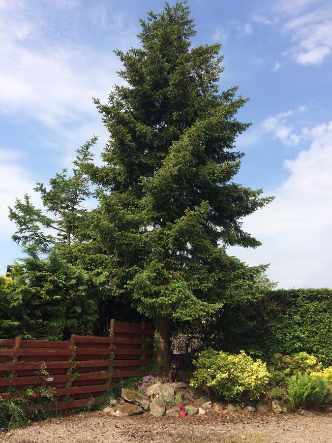 Firtree Bed And Breakfast At Galvelbeg House Crieff Eksteriør billede